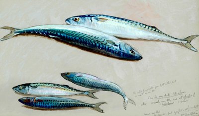 Étude de cinq maquereaux pour 